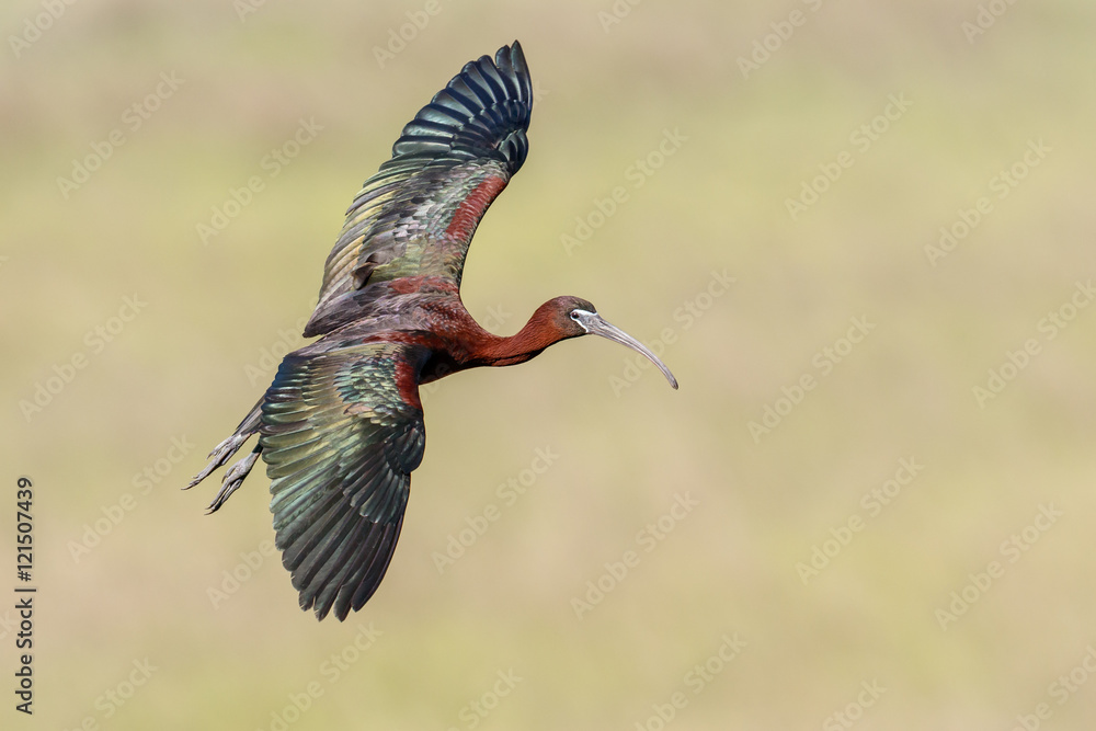 Fototapeta premium Glossy Ibis