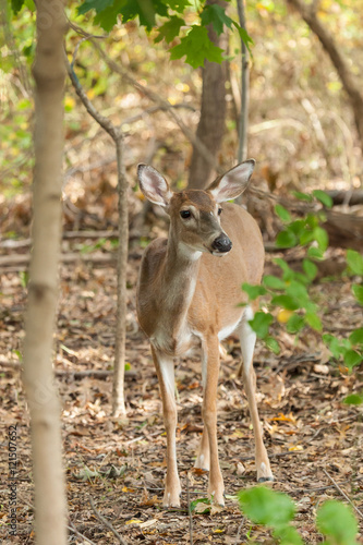 Whitetailed Deer Doe