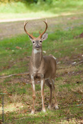 Whitetailed Deer Buck