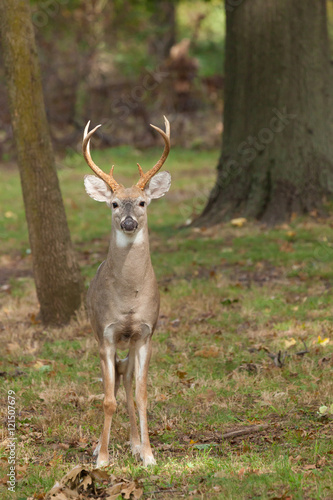 Whitetailed Deer Buck © Erin Cadigan