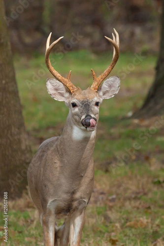 Wallpaper Mural Whitetailed Deer Buck Torontodigital.ca