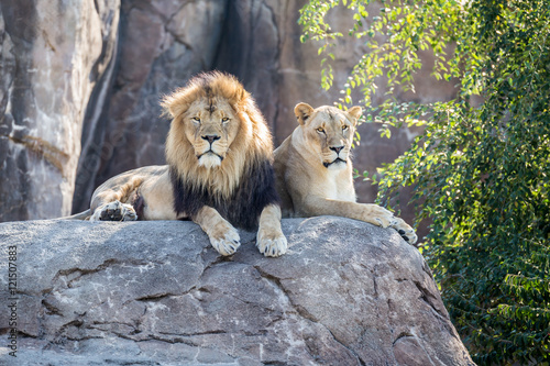 Lions on a Rock Looking Forward