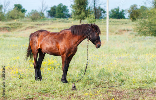 Brown horse in the field