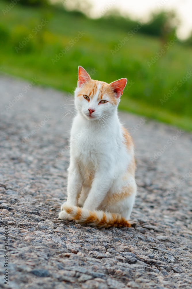 Homeless red cat sitting on the warm asphalt road. A stray cat looking at the camera