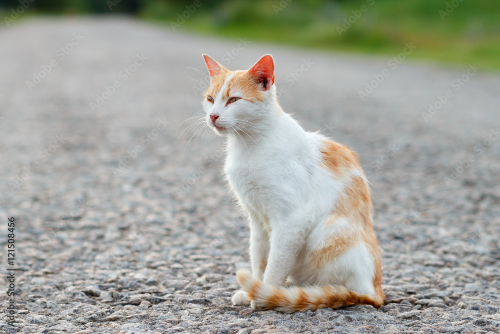 Homeless red cat resting on the warm asphalt road. Sunset Homeless red cat resting on the warm asphalt road. Sunset