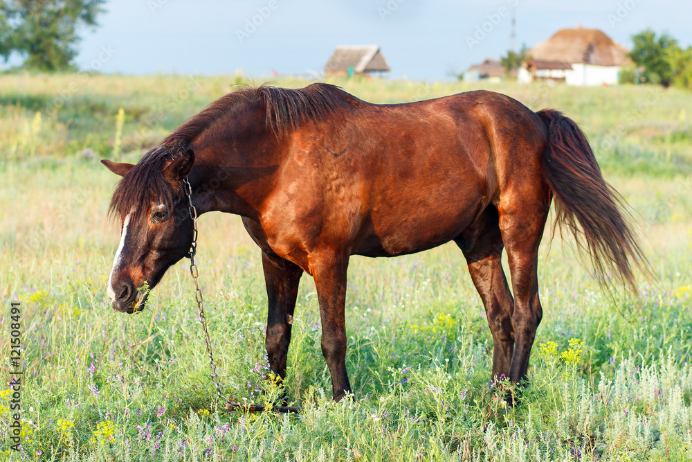 Fototapeta premium Brown horse grazing on a leash, horse in the field at the evening