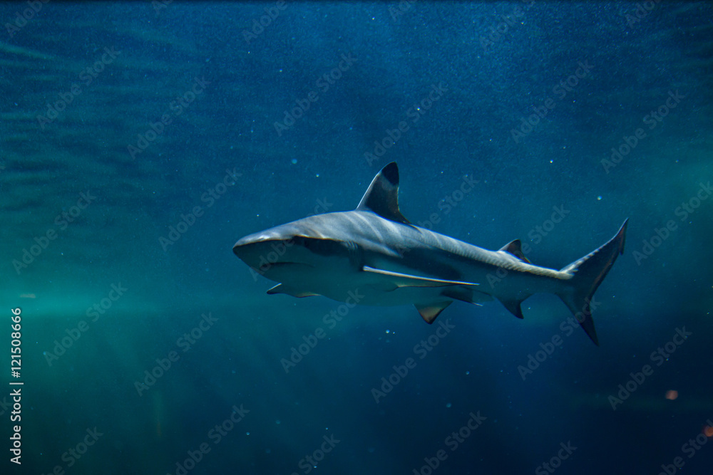 Naklejka premium Blacktip reef shark (Carcharhinus melanopterus).