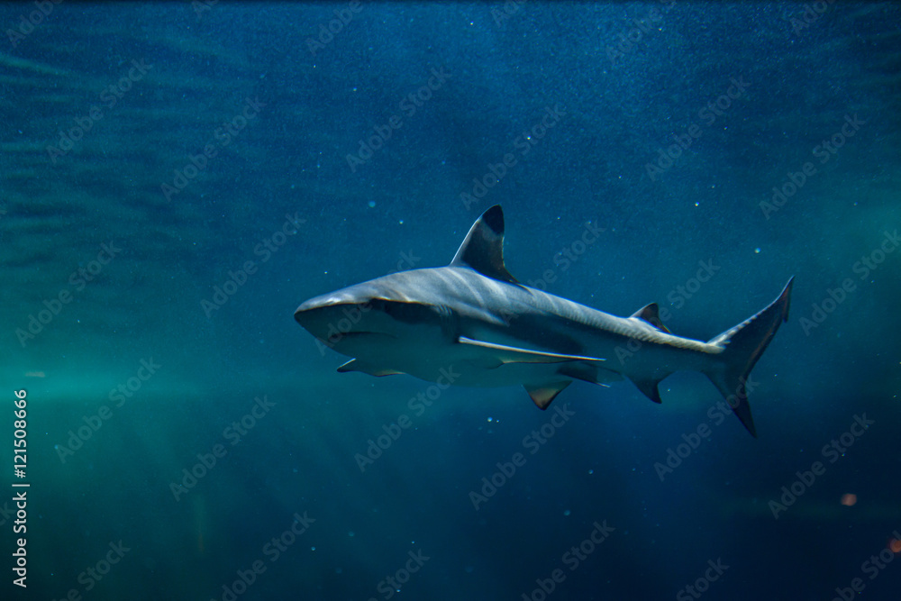 Obraz premium Blacktip reef shark (Carcharhinus melanopterus).