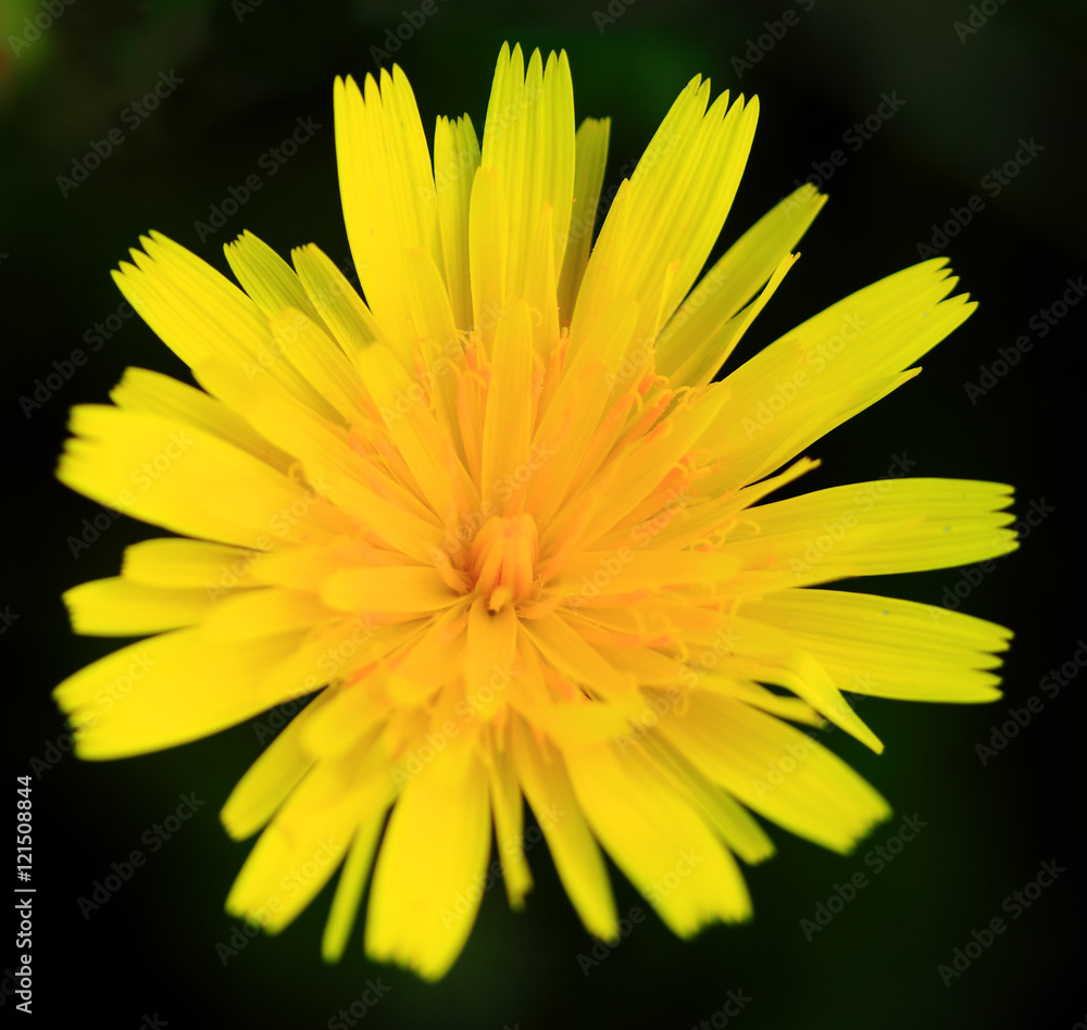 Yellow Dandelion, Flower, Pollen, Wildflower Yellow Dandelion, Flower, Pollen, Wildflower