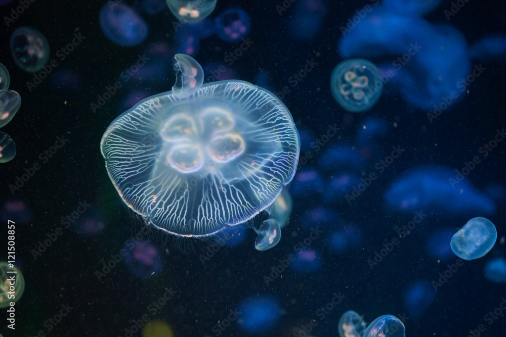 Moon jellyfish (Aurelia aurita). Moon jellyfish (Aurelia aurita).