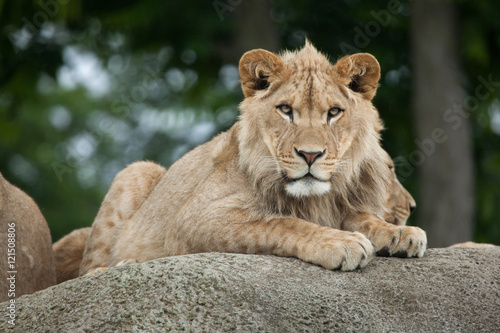 Juvenile male lion (Panthera leo).