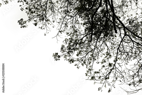 dark tone treetop of tree isolated on white 