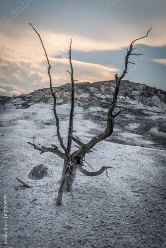 Dead trees of the Yellowstone