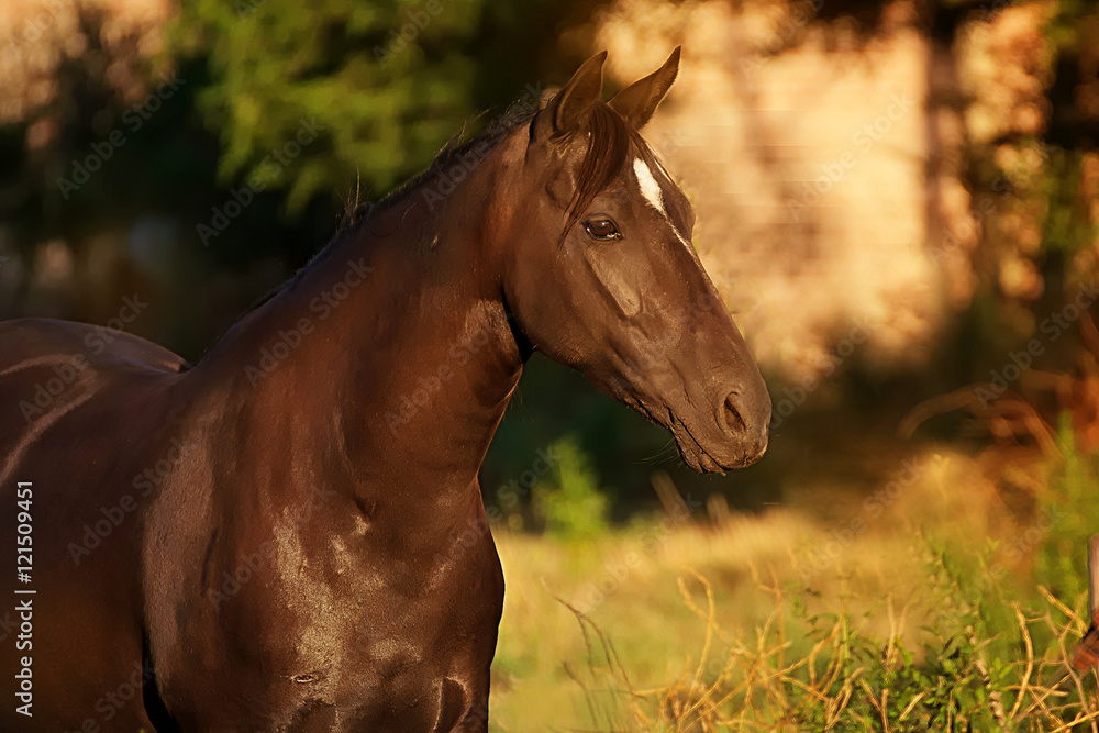 Obraz premium Black horse portrait