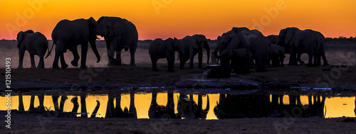 Photography Elephants at a water hole, at dusk