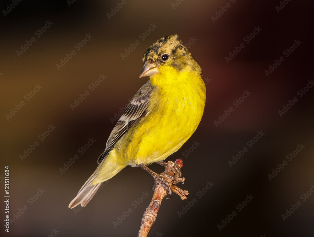 Lesser Goldfinch - female Lesser Goldfinch - female