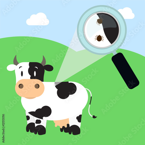 Magnifying glass enlarging cow skin piece with tick. Field on the background.