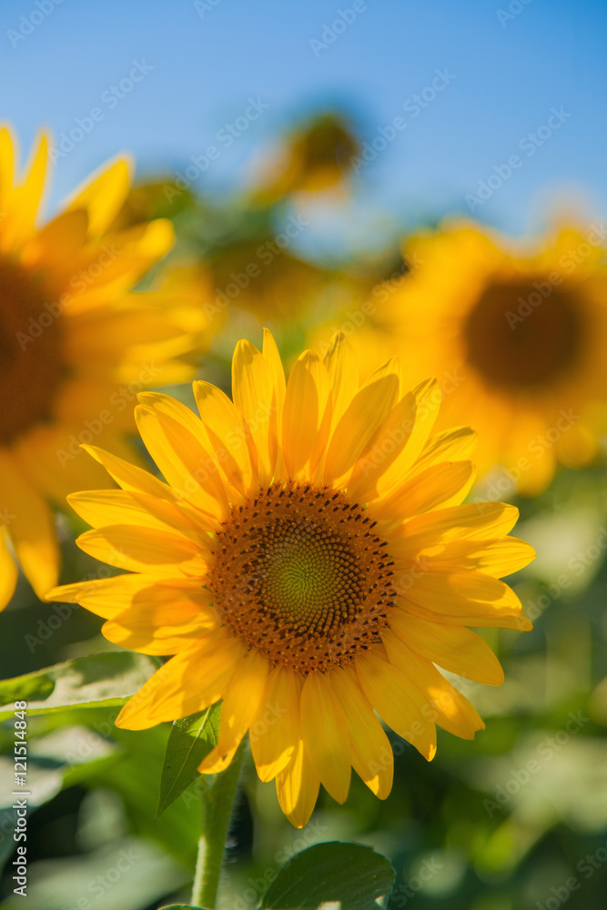 Sunflower Field