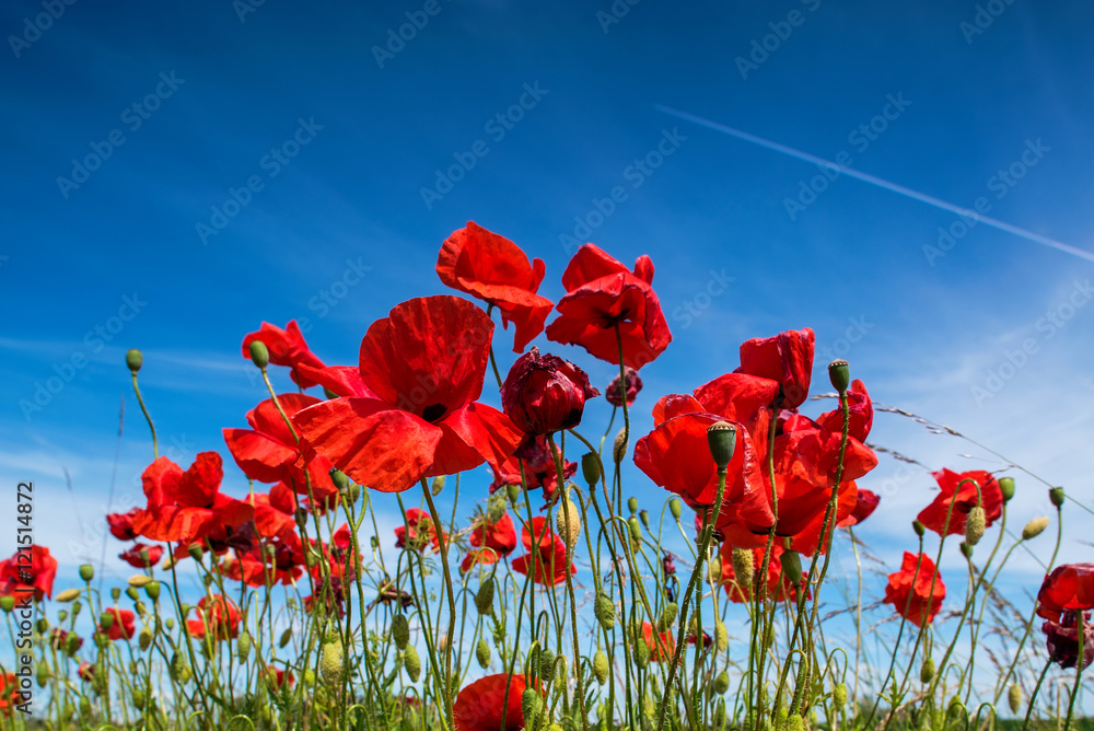 Obraz premium Poppy Flowers with airplane above
