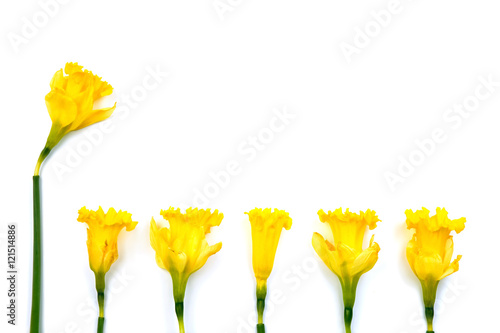 daffodil llineup