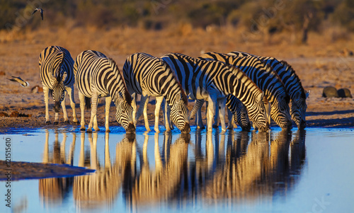 Zebras drink at dawn