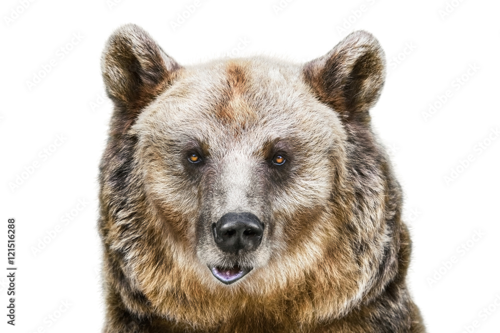 Portrait of the Bear Portrait of the Bear
