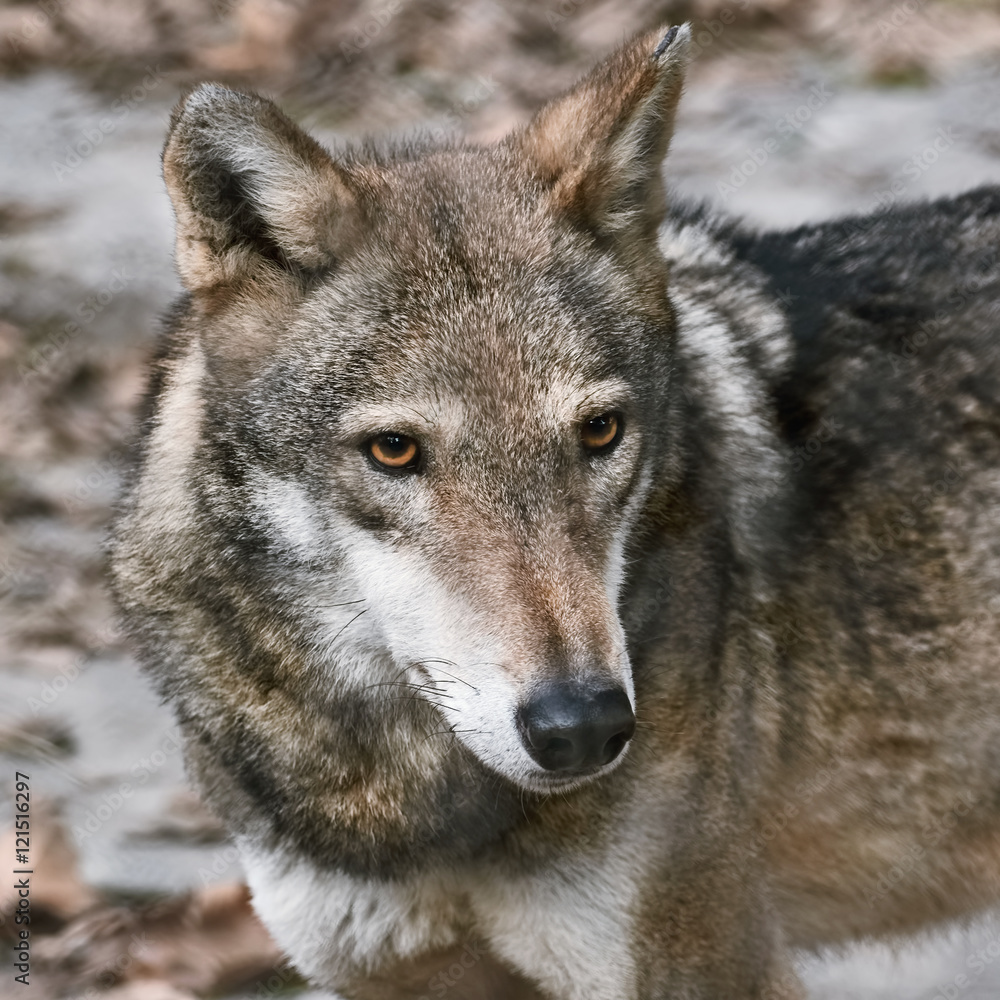 Naklejka premium Portrait of Wolf