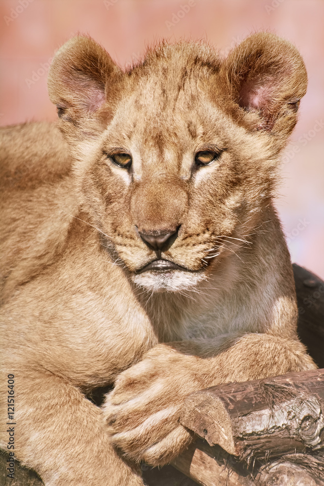Fototapeta premium Portrait of Young Lion