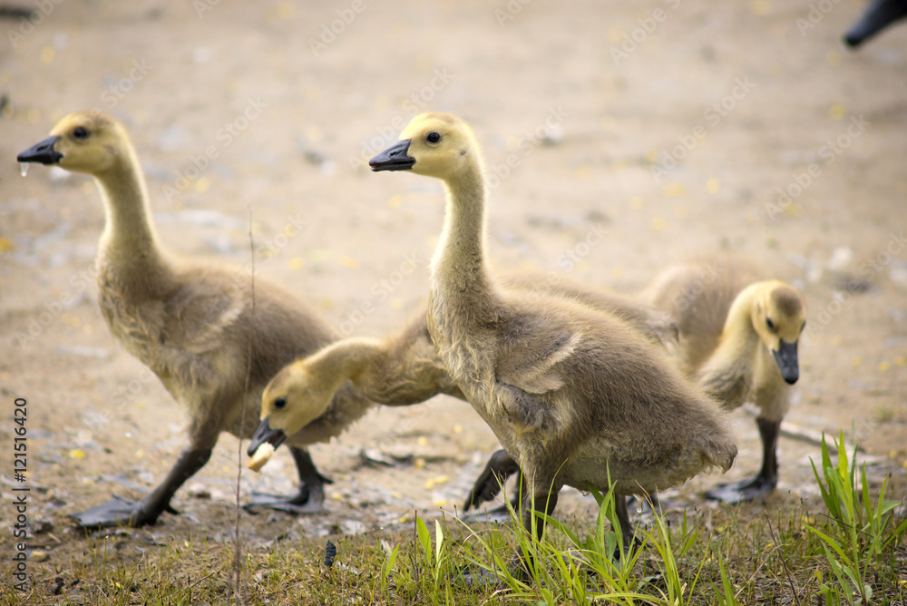 Canada geese chicks feeding Canada geese chicks feeding