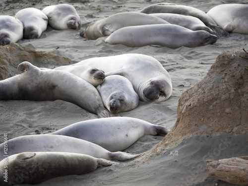 elephant seals lying together for warmth in the evening, piedras blancas, big sur, california