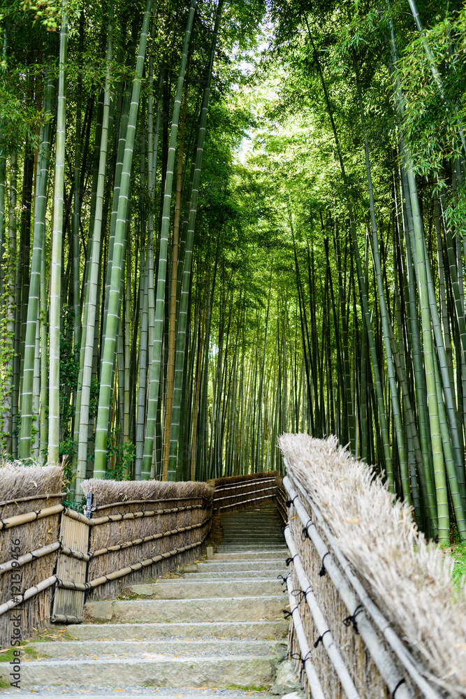 Fototapeta premium 京都嵐山 念仏寺の竹林