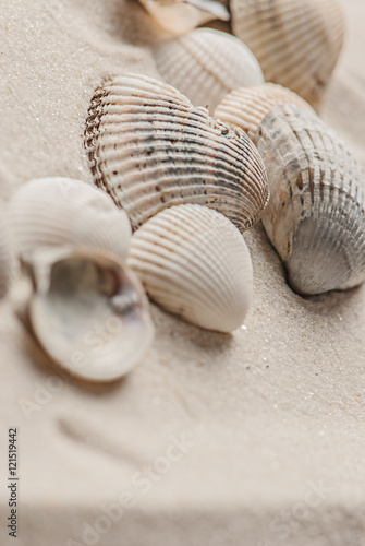 old seashells