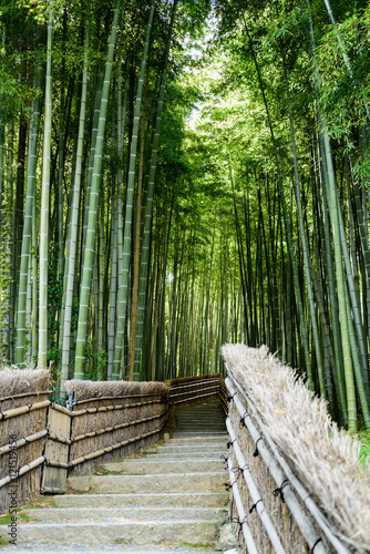 京都嵐山 念仏寺の竹林
