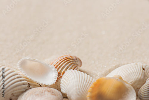 old seashells
