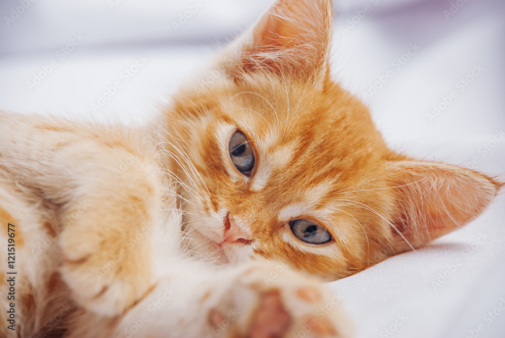 Cute ginger baby cat sleeping