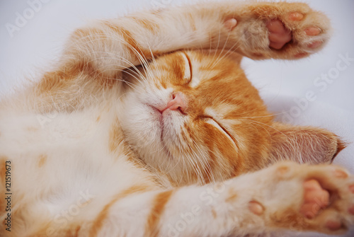 Cute ginger baby cat sleeping © Vasilev Evgenii