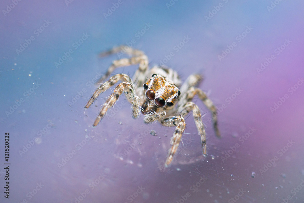 Jumping spider (Plexippus petersi) on a mirror