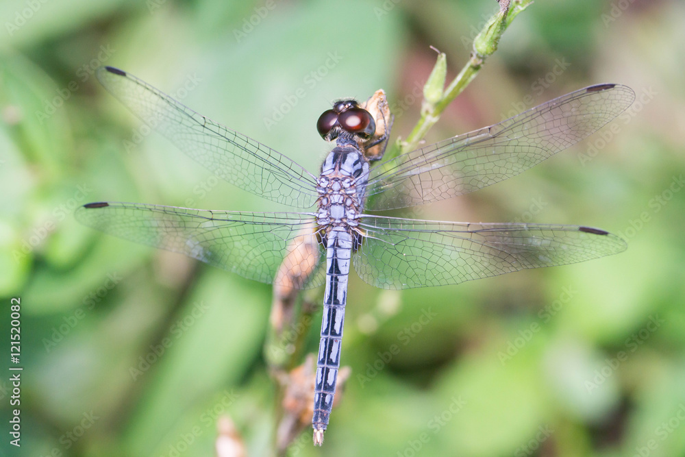 Slaty Skimmer dragonfly (Libellula incesta) resting on a small tree Slaty Skimmer dragonfly (Libellula incesta) resting on a small tree