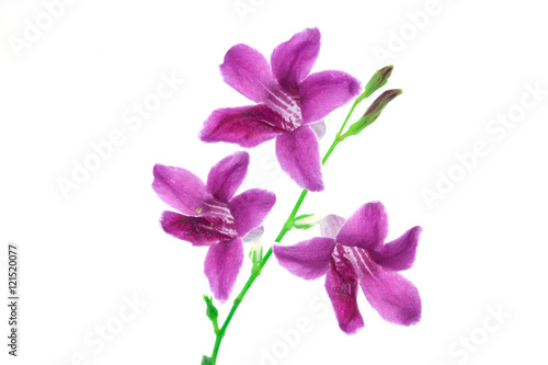 Wood violets flowers close up isolate on white background