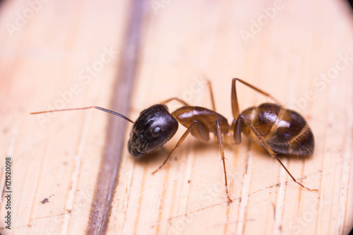 Banded Sugar Ant (Camponotus consobrinus) on the floor © naaimzerox2