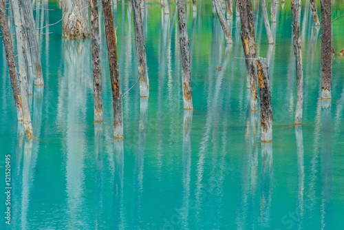 Blue Pond in Hokkaido, Japan