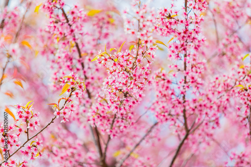 Pink Cherry Blossom - Japan