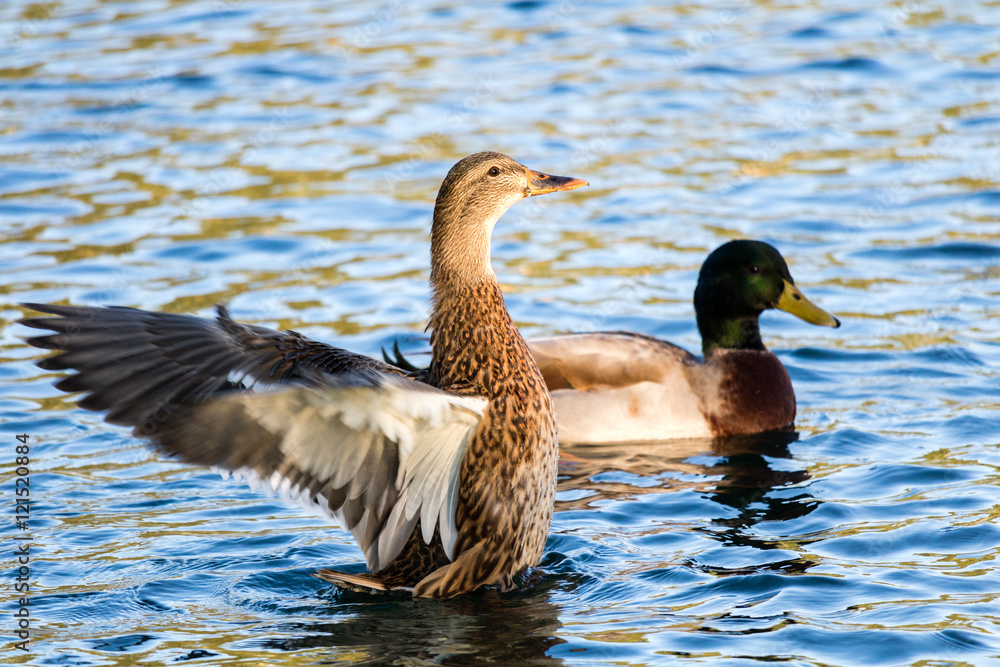 Ducks on the Lake Ducks on the Lake