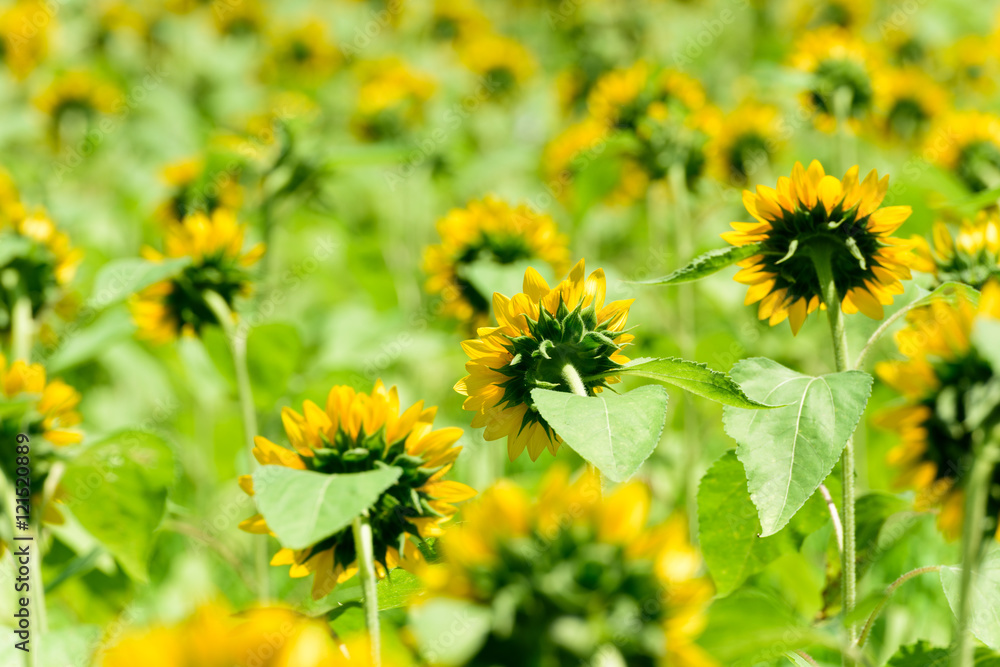 Obraz premium 万博公園 ひまわり