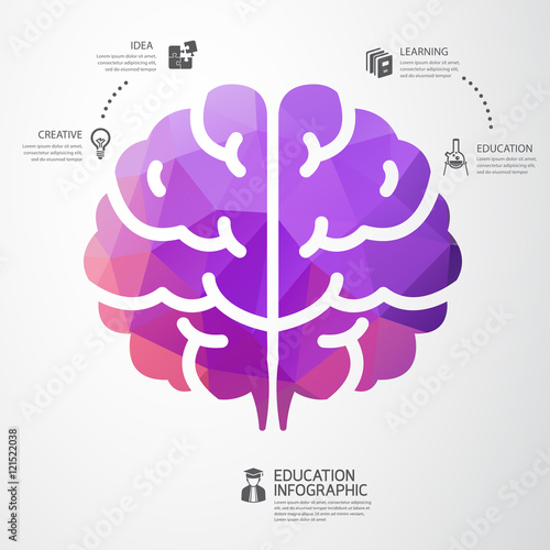 Wallpaper Mural infographic Template brain education and science concept vector Torontodigital.ca