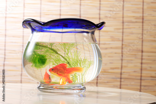 Foto 金魚鉢と簾