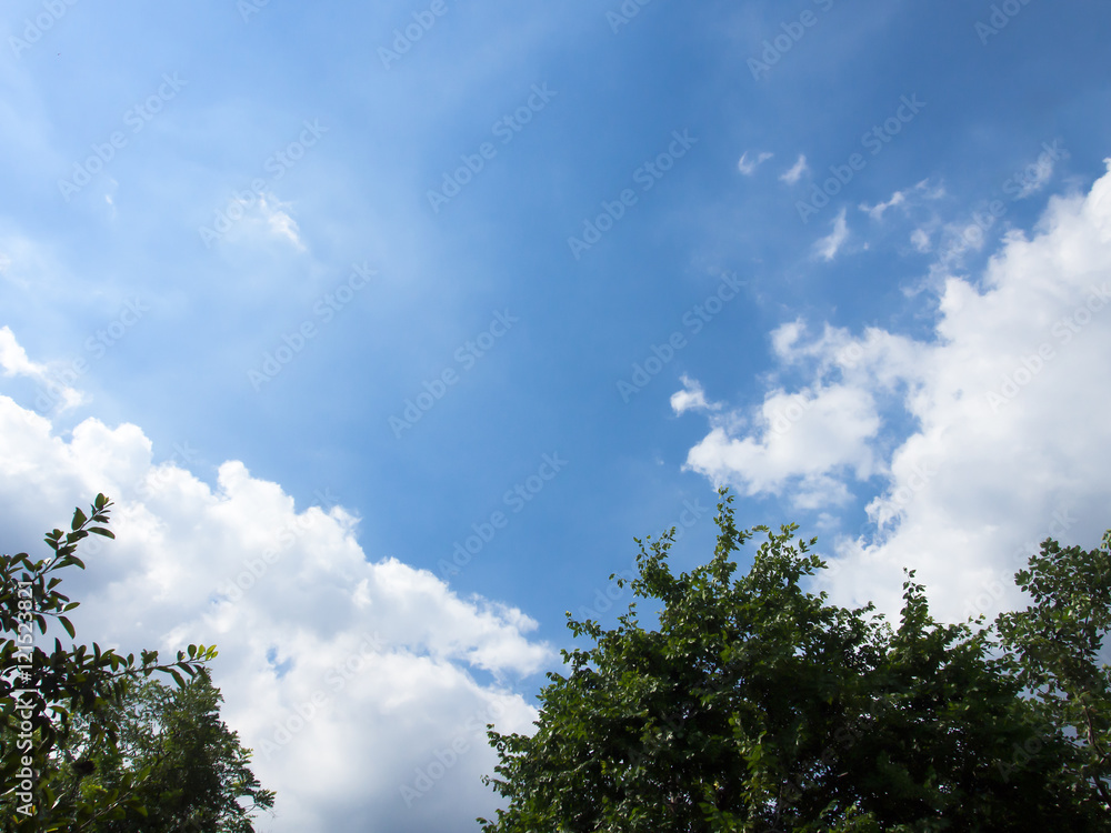 Obraz premium Sky and Cloud over trees