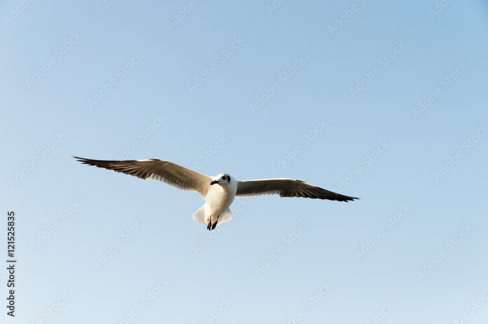 seagull flying on the air, subject is blurred seagull flying on the air, subject is blurred
