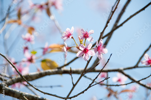 Pink Sakura flower blooming in Thailand, subject is blurred © suparat1983