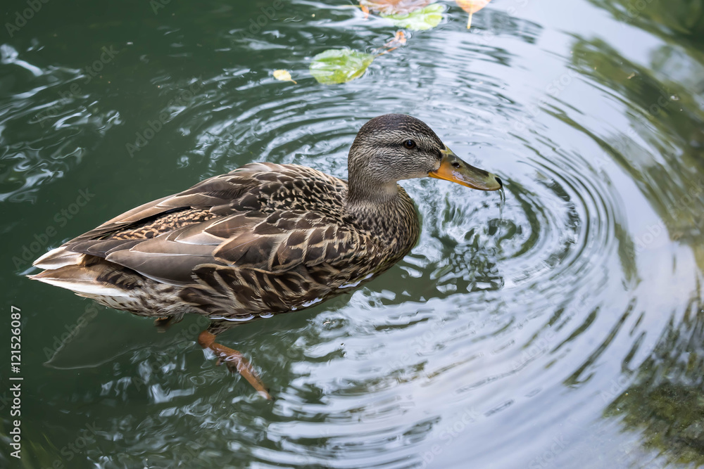 Fototapeta premium Duck drinks water during swim in a lake
